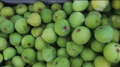 موسم التين في قطاع غزة