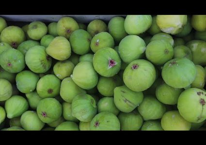 موسم التين في قطاع غزة