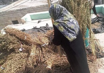 يازارعين السمسم.. موسم الحصاد من دير بلوط- 
تصوير محمد اشتية