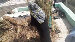 يازارعين السمسم.. موسم الحصاد من دير بلوط- 
تصوير محمد اشتية