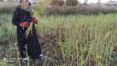يازارعين السمسم.. موسم الحصاد من دير بلوط- 
تصوير محمد اشتية