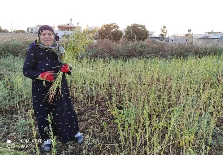 يازارعين السمسم.. موسم الحصاد من دير بلوط- 
تصوير محمد اشتية