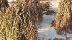 يازارعين السمسم.. موسم الحصاد من دير بلوط