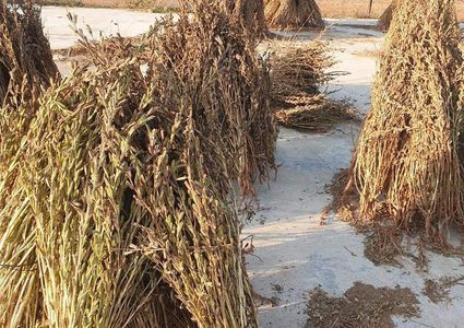 يازارعين السمسم.. موسم الحصاد من دير بلوط