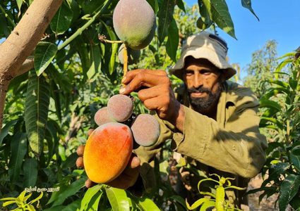 مزارعون من غزة يبدأون بقطف وجمع فاكهة المانجا استعدادًا لعرضها وبيعها في الأسواق
تصوير : حسن اصليح