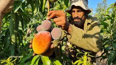 غزة: قطف فاكهة المانجا استعدادا لعرضها في الأسواق