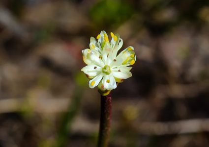 اكتشاف سلالة جديدة من النباتات الآكلة للحوم