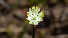 اكتشاف سلالة جديدة من النباتات الآكلة للحوم