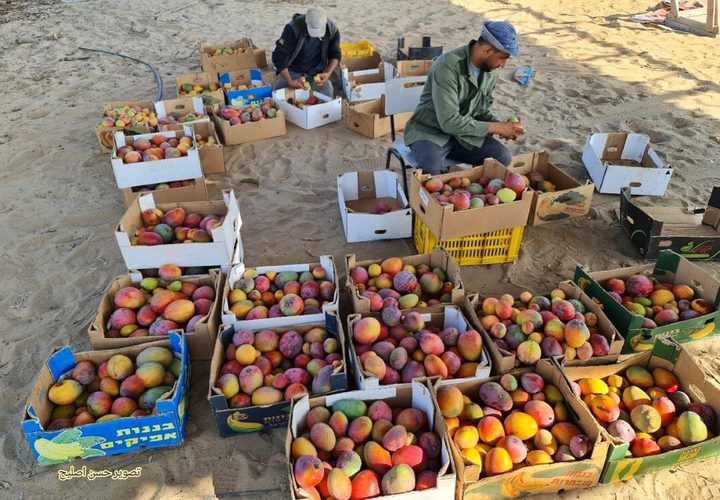 مزارعون من غزة يبدأون بقطف وجمع فاكهة المانجا استعدادًا لعرضها وبيعها في الأسواق