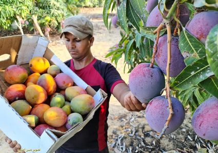 غزة: قطف فاكهة المانجا استعدادا لعرضها في الأسواق