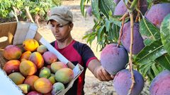 مزارعون من غزة يبدأون بقطف وجمع فاكهة المانجا استعدادًا لعرضها وبيعها في الأسواق
تصوير : حسن اصليح