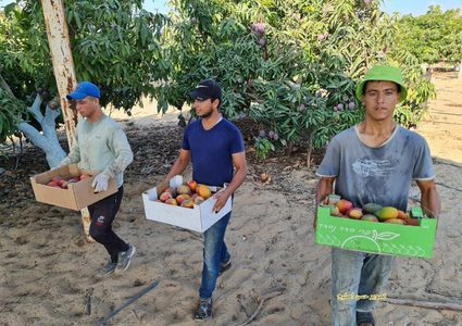 غزة: قطف فاكهة المانجا استعدادا لعرضها في الأسواق