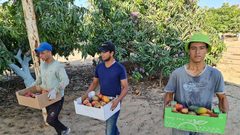 غزة: قطف فاكهة المانجا استعدادا لعرضها في الأسواق