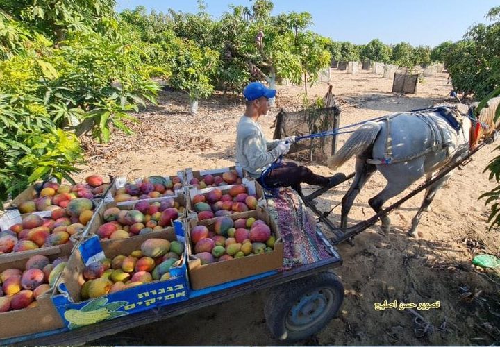 مزارعون من غزة يبدأون بقطف وجمع فاكهة المانجا استعدادًا لعرضها وبيعها في الأسواق