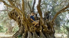 اليونان.. احتراق شجرة زيتون عمرها 2500 عام