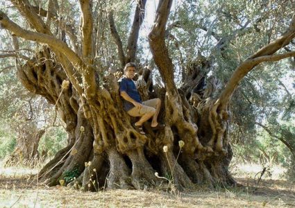 اليونان.. احتراق شجرة زيتون عمرها 2500 عام