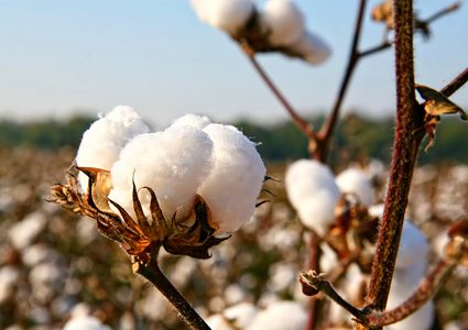 ارتفاع أسعار القطن إلى أعلى مستوياتها منذ العام 2014