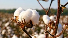 ارتفاع أسعار القطن إلى أعلى مستوياتها منذ العام 2014