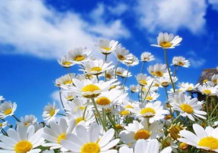 الطقس: الحرارة أعلى من معدلها السنوي العام بقليل