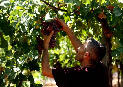 بدء موسم قطف العنب في مدينة الخليل