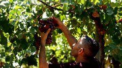 بدء موسم قطف العنب في مدينة الخليل