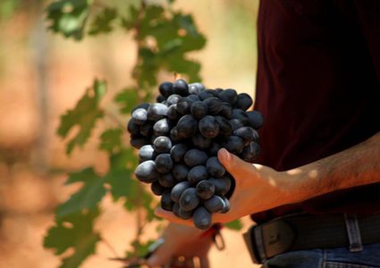 بدء موسم قطف العنب في مدينة الخليل