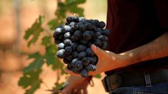 بدء موسم قطف العنب في مدينة الخليل