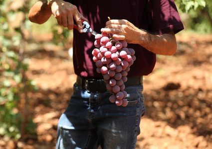 بدء موسم قطف العنب في مدينة الخليل