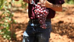 بدء موسم قطف العنب في مدينة الخليل