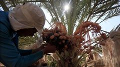 توقعات بإنتاج أكثر من 12 طنا من التمور للموسم الحالي