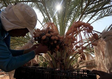 توقعات بإنتاج أكثر من 12 طنا من التمور للموسم الحالي