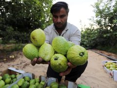 بدء موسم الجوافة في قطاع غزة