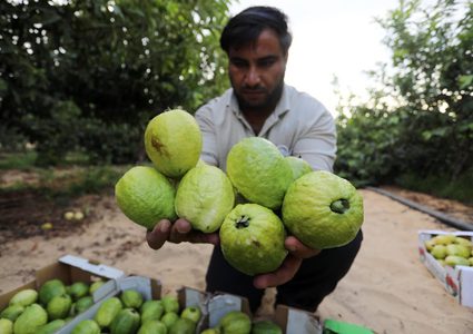 بدء موسم الجوافة في قطاع غزة