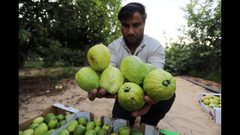 بدء موسم الجوافة في قطاع غزة