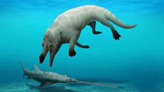 مصر تكتشف "حوتا برمائيا" عاش قبل 43 مليون عام