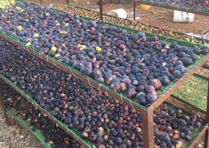 تجفيف التين في سلفيت