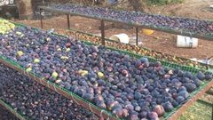 تجفيف التين في سلفيت