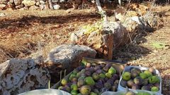 تجفيف التين في سلفيت