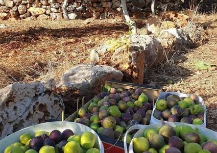 تجفيف التين في سلفيت