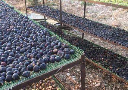 تجفيف التين في سلفيت