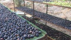 تجفيف التين في سلفيت