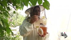 الشابة سمر.. حققت حلمها بإعادة إحياء منحل والدها الشهيد