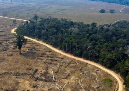 نحو 30 بالمئة من أنواع الأشجار في العالم معرضة للانقراض