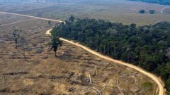 نحو 30 بالمئة من أنواع الأشجار في العالم معرضة للانقراض