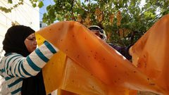 مواطنات يصنعن ملبن العنب ويجففنه فوق أسطح منازلهن في الخليل