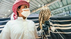 السعودية .. بيع أغلى صقر "جير" في العالم