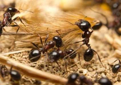 علماء: الزنك هو مصدر قوة فكي النمل