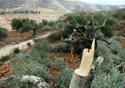 مستوطنون يقتلعون أشتال زيتون شرق بيت لحم