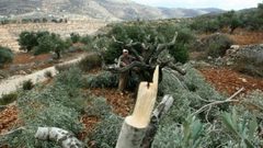 مستوطنون يقتلعون أشتال زيتون شرق بيت لحم