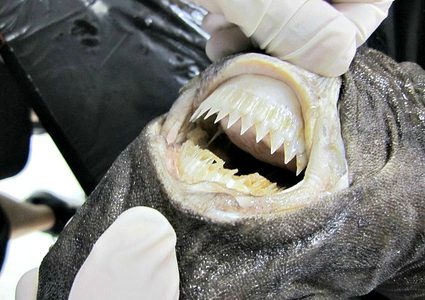 "كائن فضائي" يرعب مخلوقات البحار بسبب "عضة دائرية"